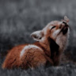 Meet your Posher, Layla